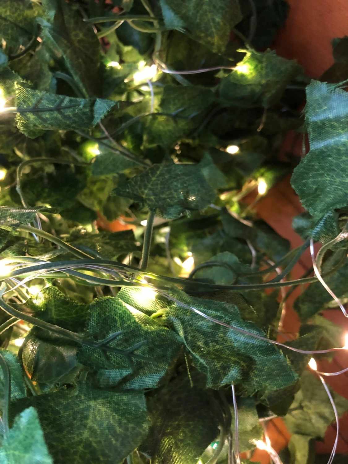 Edera ornamentale luminosa