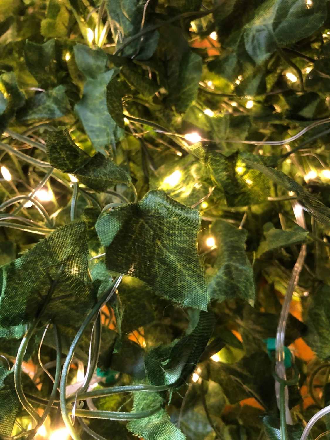 Edera ornamentale luminosa
