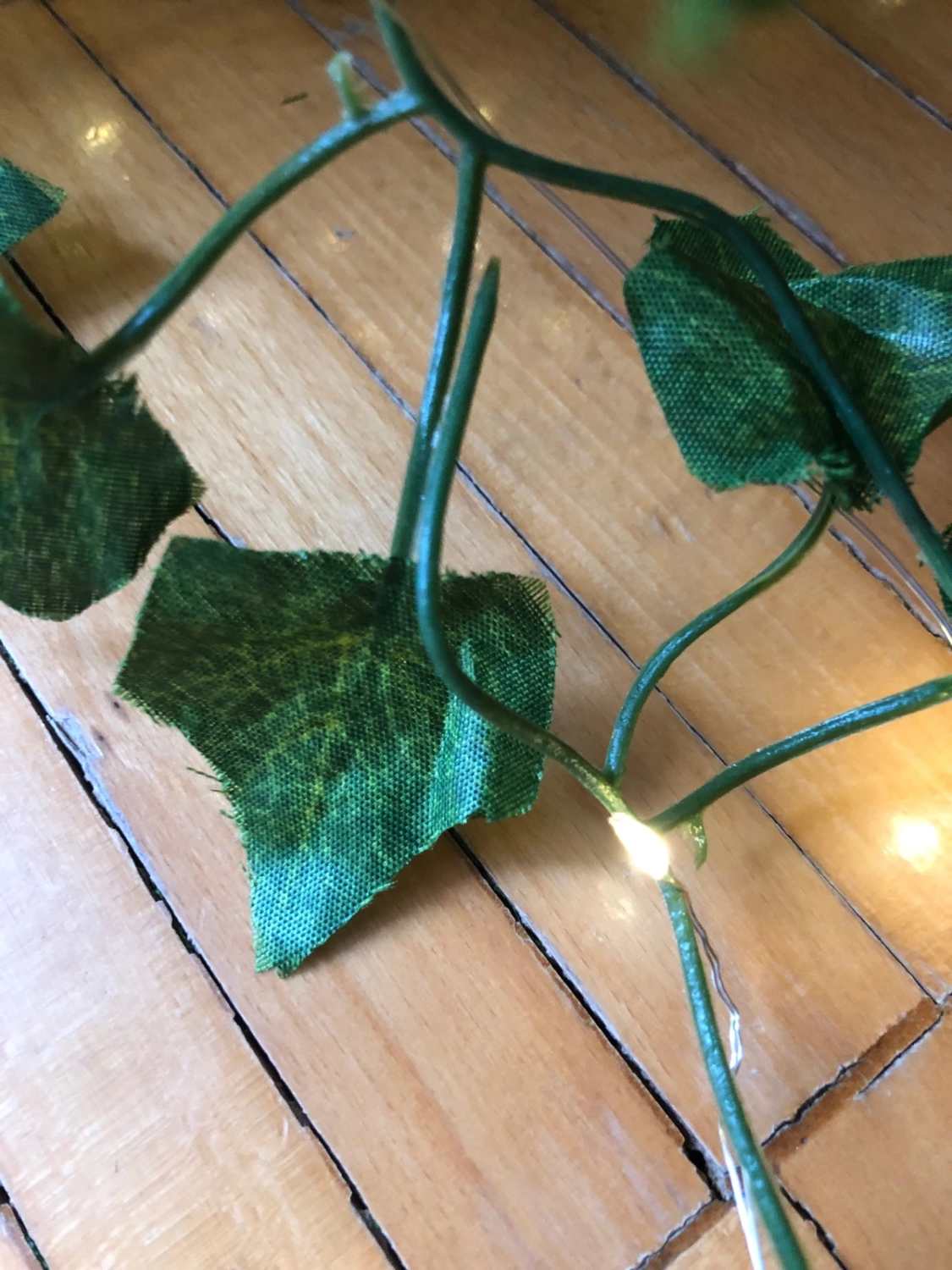 Edera ornamentale luminosa